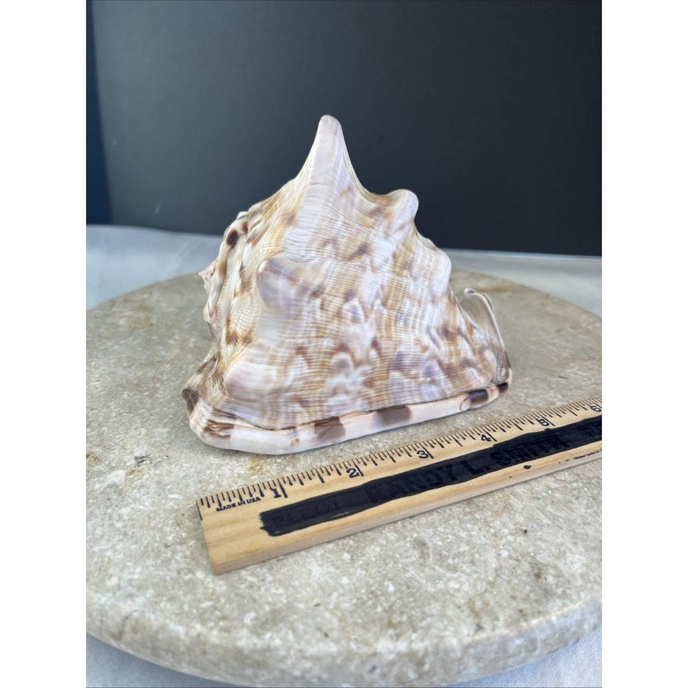 6" King Helmet Conch Seashell Beautiful Condition